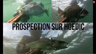 Plein de poissons et nouveaux spot sur Hoedic : chasse sous marine (îles du Morbihan- Bretagne)