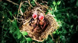 Bird Paradise - A Diverse Bird Compilation || Use Headphones 🎧