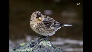 the sound of a Linaria flavirostris 1H loop play.