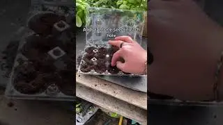 how to turn your empty egg cartons into a little greenhouse upcycle plants tiktokdiy plantdad seeds
