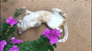 Cats with unexplained behavior