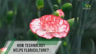 How technology helps floriculture - TvAgro By Juan Gonzalo Angel