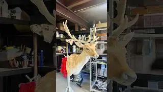 Fallow Deer Taxidermy, Form Alteration + Prep, Cape Prep + Fixes, Final Mounting #shorts #taxidermy