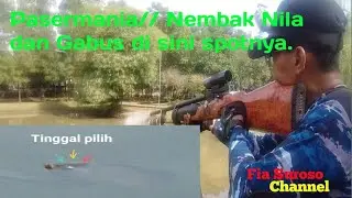 Pasermania//Nembak nila dan Gabus di sini spotnya