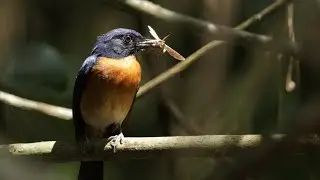 Call Sound Type 1 'Fluty Whistle' - Mangrove Blue Flycatcher