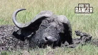 Buffalo Relaxing In The Mud | Lalashe Maasai Mara Safari