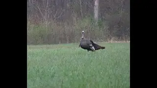 Bird Down! 2022 REM Turkey Hunting