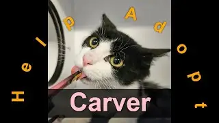 🐾Carver has been adopted! Cat / Australia / Warra Rehoming Centre / Animal Welfare League Queenslan