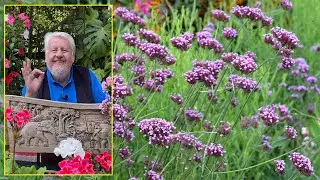 VERVEINE DE BUENOS AIRES, LA FLEUR D&rsquo;&Eacute;T&Eacute; QUI VAGABONDE DANS LES JARDINS Le Quotidien du Jardin N&deg;240