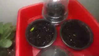 Bird 🕊️ watching and seeding update #birds #seedling