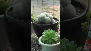 Signs to Repot Your Houseplant  #plants #houseplantclub #houseplants #indoorplants #planthome
