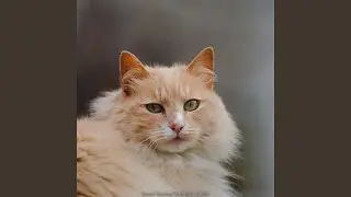 Suara Kucing Menangis Sedih (Remastered 2023)