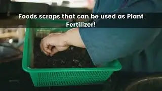 Food Scraps That Can Be Used As Plant Fertilizer | Karma Pluss - A Complete Recycle Solution