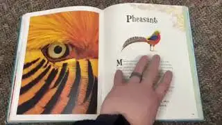 DK An Anthology of Intriguing Animals Picture Book Review