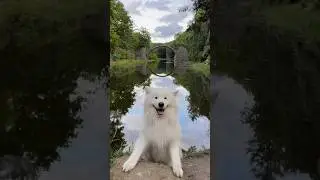 A secret spot in Germany 😍 #earwiggles #dog #samoyed #germany