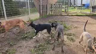 Randi and friends, available to adopt, Bradshaw animal shelter, Sacramento CA 