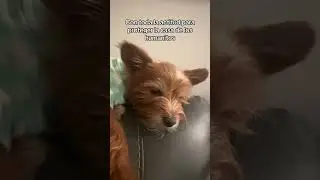 El chencho a todo lo que da #perros #risa #humor #video #mascotas