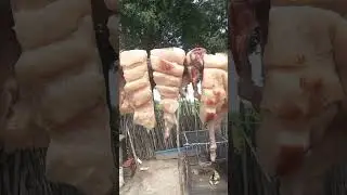 COLOQUEI TOUCINHO DE PORCO PRA SECAR NO SOL