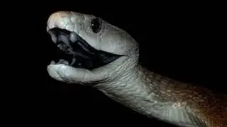 Attack of the Black Mamba - CrittaCam