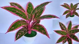 Учебник по аглонеме из использованного пластика