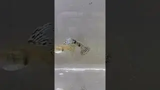 guppy tiger king cobra ribbom fin!!!