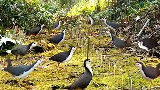 Incredible Waterhen Bird Traping Technique in Jungle for Survival #birdtrap