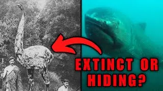 The 10 Extinct Animals That Are Probably Still Alive