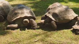 How Long Do Turtles Live? 🐢
