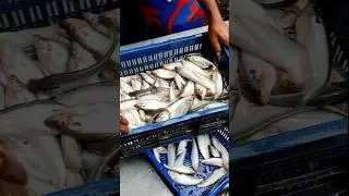 #cheapfish #amazing #fish #fishing #fisherman #fishingvideo #shortsviral #shortsfeed #shorts #short