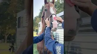 When it comes to getting ready to apply your FLAIR Strips, cleaning the horse's nose is key