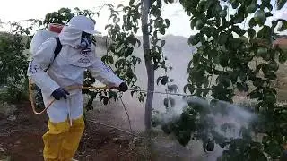 hoje a tarde foi assim pulverização no maracujá controle de percevejo