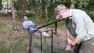 palombe.org  -  Réglage balancier pour pigeon