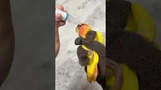 Love birds care 🦜 / Lovebird breeding progress #birds #lovebirds #shortsfeed #pets