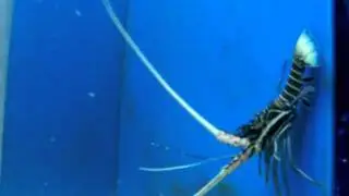 Blue Spiny Lobster - Aquatic Empires