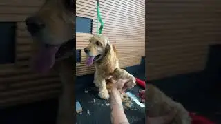День спаниеля ☺️ #grooming #fyp #viral #рекомендации