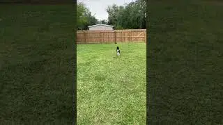 Pomsky Learns Fetch #dog #husky #pomskies #pomsky #pomskypuppy #cute #funny #pomskydog #pomskybreed