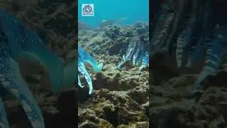Mystery Animal Challenge