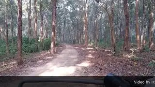 A Tiger roaring in Corbett. (January 2018)