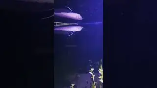 my new fish add my tank//kemon lagche fish ta #subscribe plzz