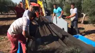 CAJ&Oacute;N RECOGE REDES PARA OLIVAR
