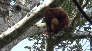 El mono aullador rojo, aullador colorado o mono congo (Alouatta seniculus)