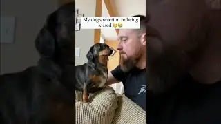 Dog's reaction to being kissed