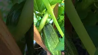 old school garden trick, but still works well. Keep your tools sharpe, clean, and rust proof