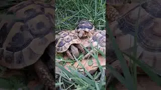 Nature&rsquo;s Favorite Snack &ndash; Dandelions 🥬🐢