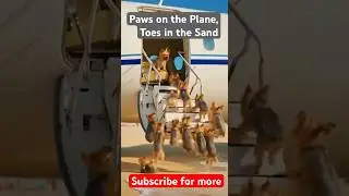 #tinydog #funny #pets #dog #animals #puppy #dogbreeds #yorkies #animals #funny #cute #smallpets