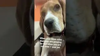 When your mom cries over you #beagle #dog #dogs #puppy #doglover #beaglepuppy #moon