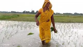 धान की रोपाई हो रही है 🌾🌾😢#youtubeshorts #viralvideo #@LakshmiVipblog-s7t