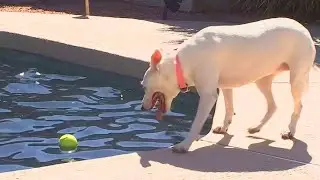 Sniffspot Lets Dog Owners Rent Backyard for Private Playtime