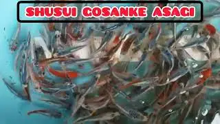 BEAUTIFUL NISHIKIGOI GOSANKE SHUSUI ASAGI KOI FISH