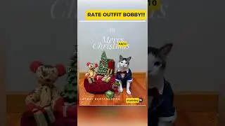 OOTD!! #bobbykertanegara #bobby #cutecat #kucinglucu #prabowosubianto #cuteanimals #catlovers #cats